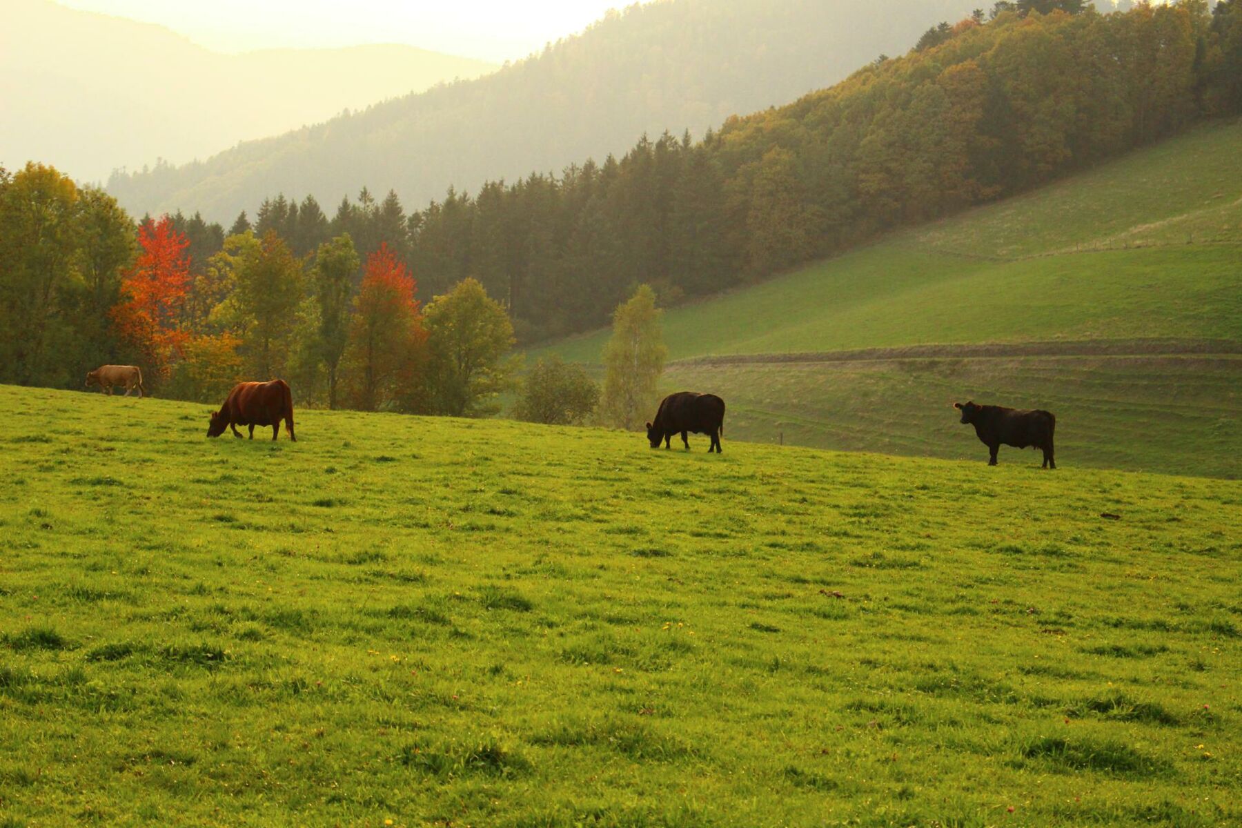 Urlaub auf dem Gebelehof