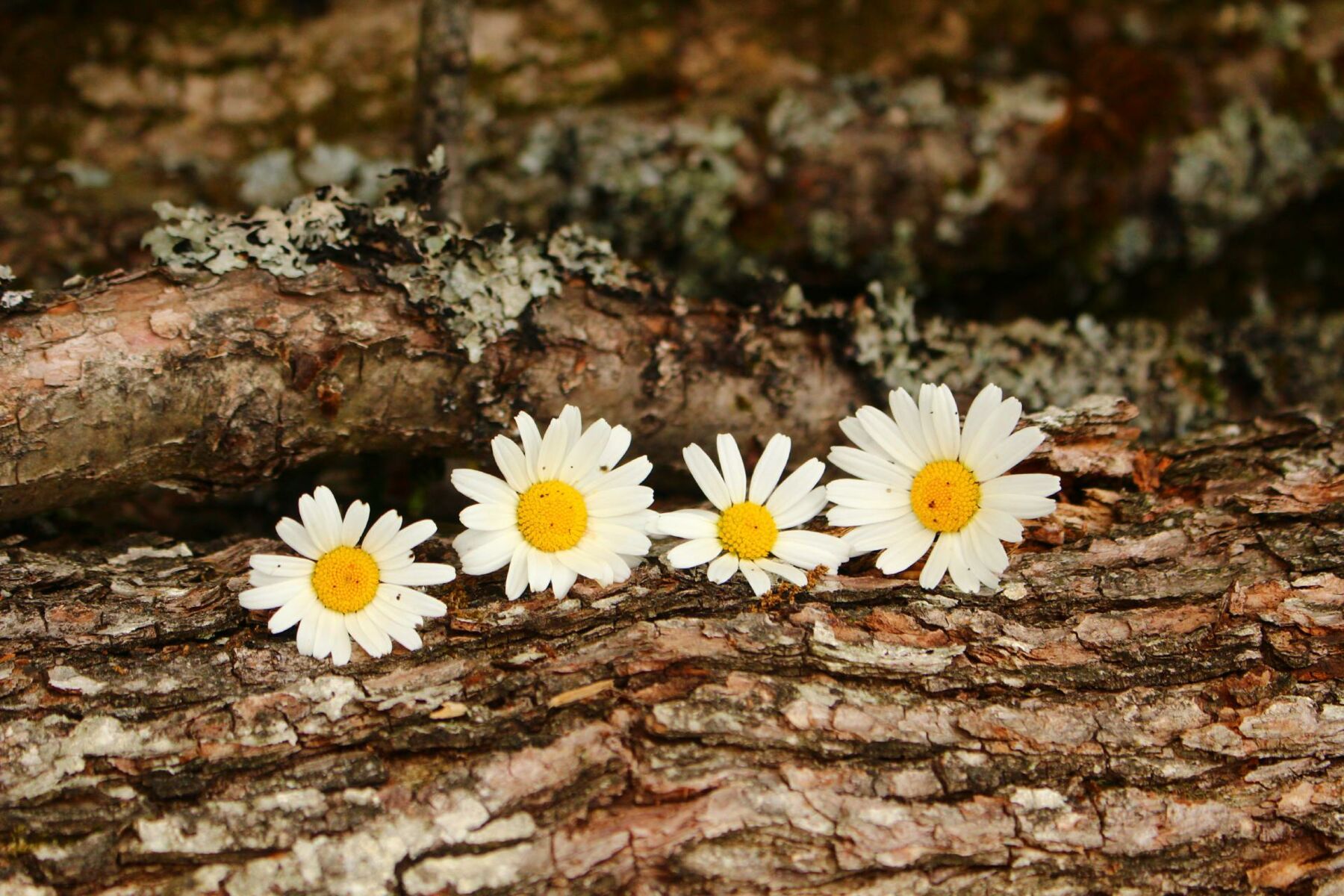 Urlaub auf dem Gebelehof